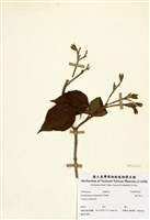 藏品(海州常山)的圖片